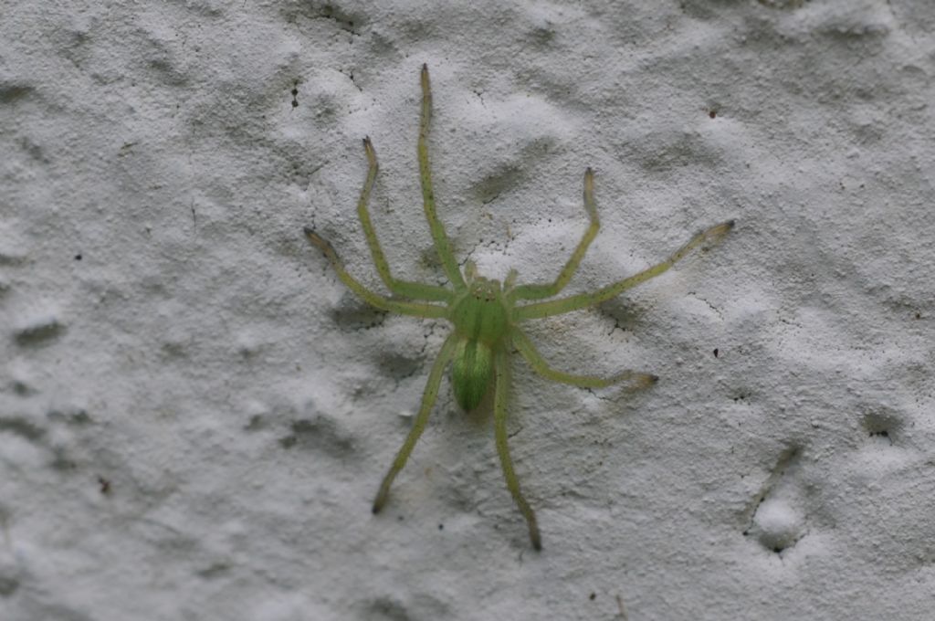 Micrommata virescens -  Miasino (NO)