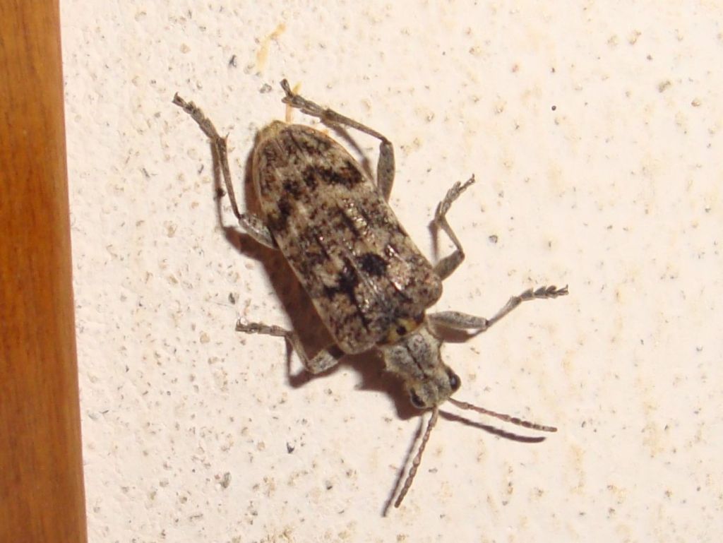 Anthribidae?  No, Cerambycidae:  Rhagium inquisitor