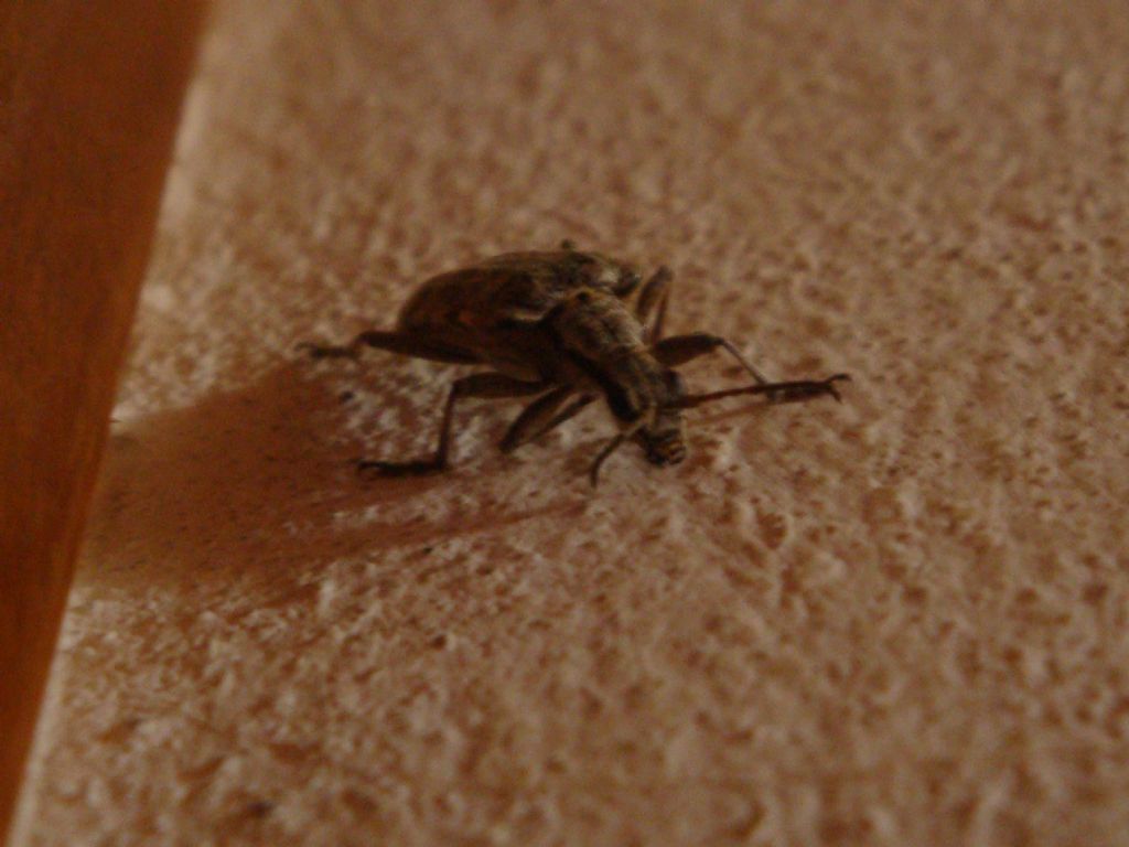 Anthribidae?  No, Cerambycidae:  Rhagium inquisitor