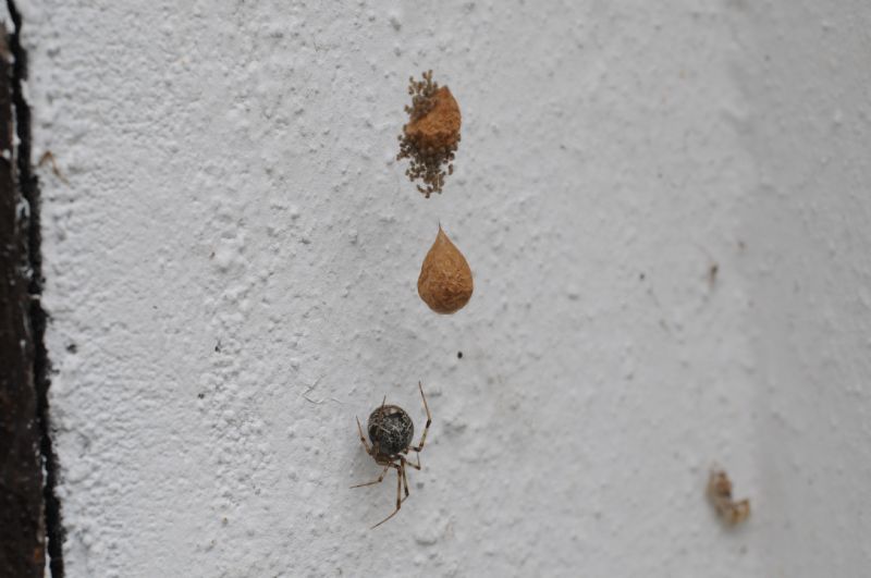 Parasteatoda tepidariorum con ovisacchi - Miasino (NO)