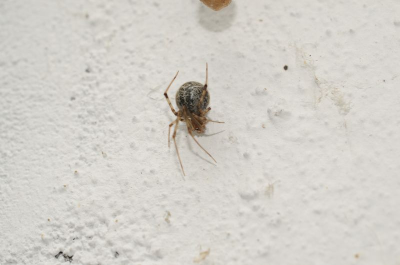 Parasteatoda tepidariorum con ovisacchi - Miasino (NO)