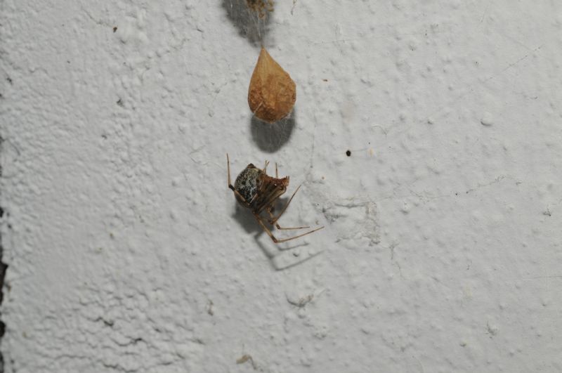 Parasteatoda tepidariorum con ovisacchi - Miasino (NO)