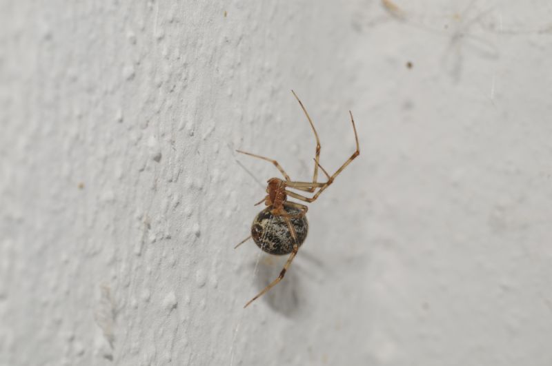 Parasteatoda tepidariorum con ovisacchi - Miasino (NO)