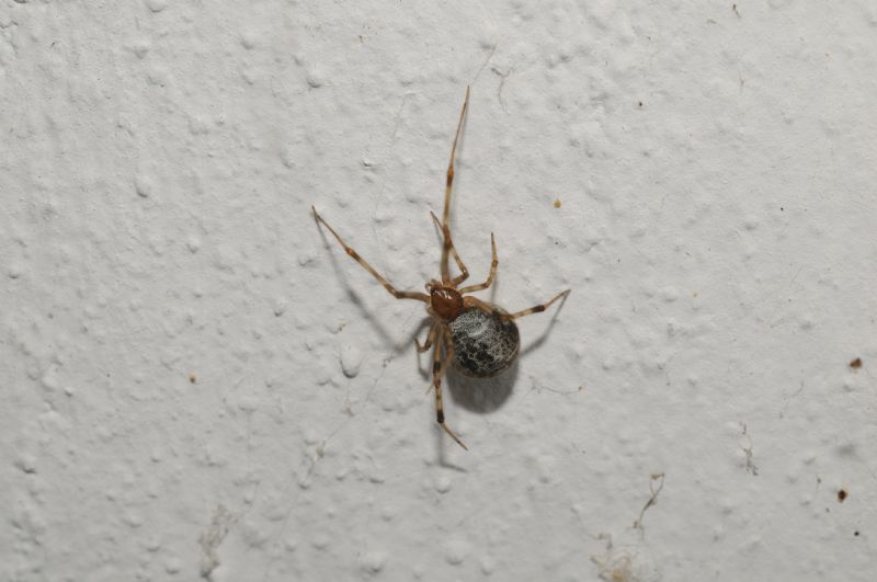 Parasteatoda tepidariorum con ovisacchi - Miasino (NO)