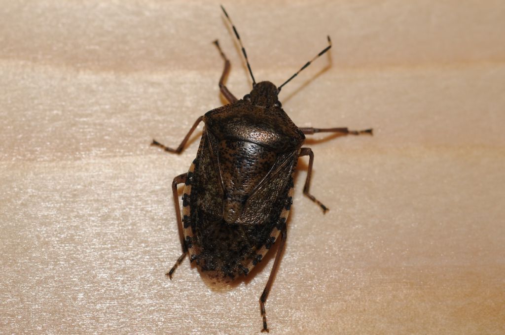 Pentatomidae:   Rhaphigaster nebulosa