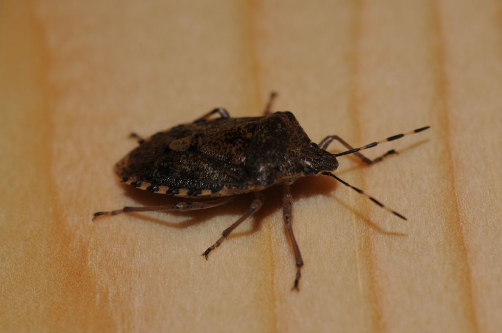 Pentatomidae:   Rhaphigaster nebulosa