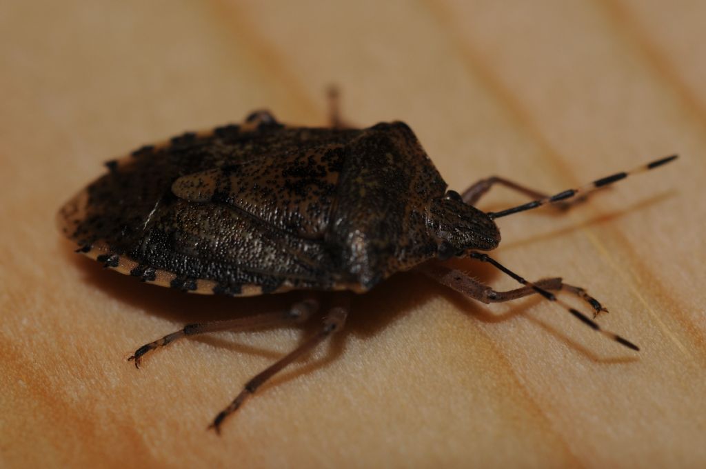 Pentatomidae:   Rhaphigaster nebulosa