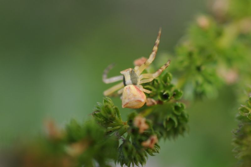 Thomisus onustus - S. Giuliano Nuovo (AL)