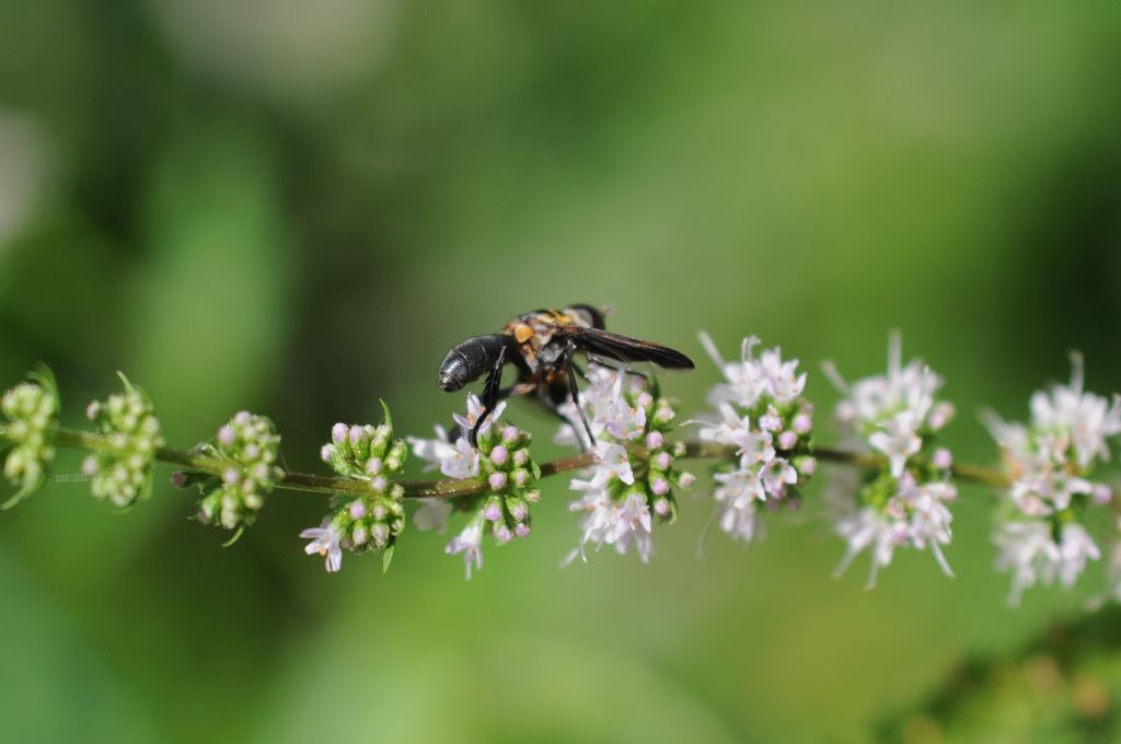 Tachinidae:    Trichopoda pennipes