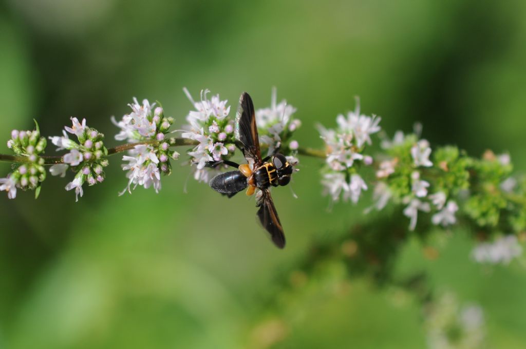 Tachinidae:    Trichopoda pennipes