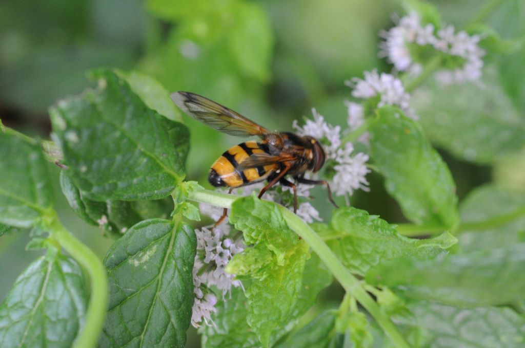 Syrphidae: Volucella inanis