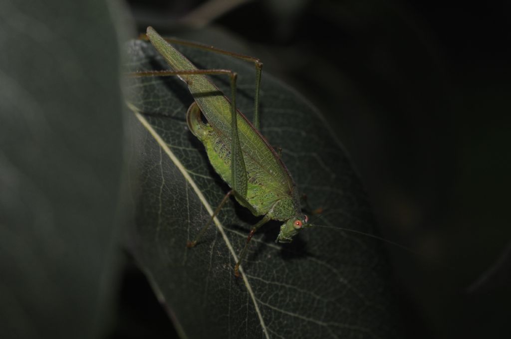 Phaneroptera nana