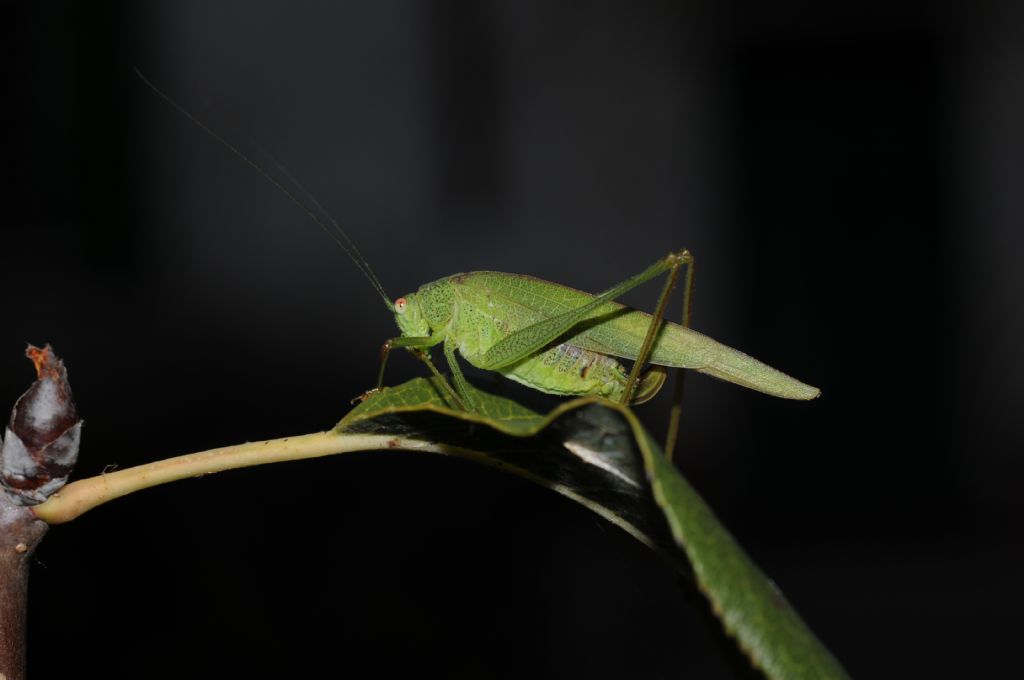 Phaneroptera nana