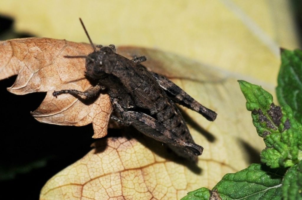 Tettigoniidae? No, Acrididae: Pezotettix giornae, femmina.