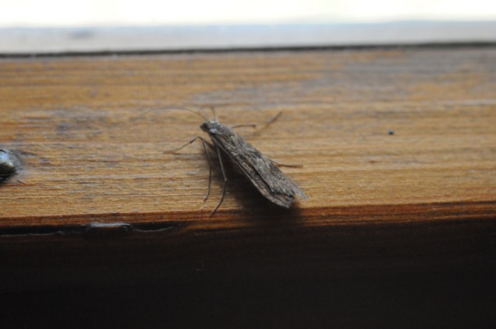 Etiella zinckenella e Nomophila noctuella