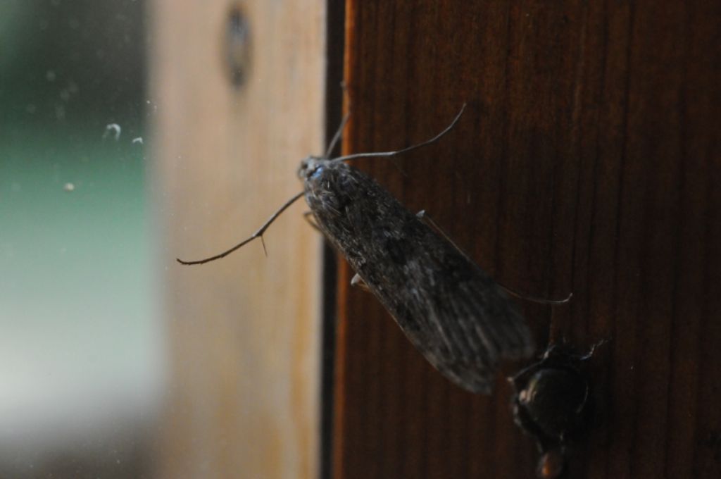 Etiella zinckenella e Nomophila noctuella