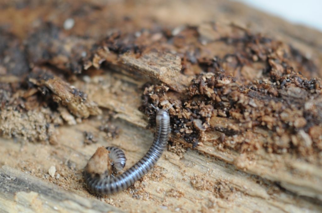 Julidae: Cylindroiulus sp.