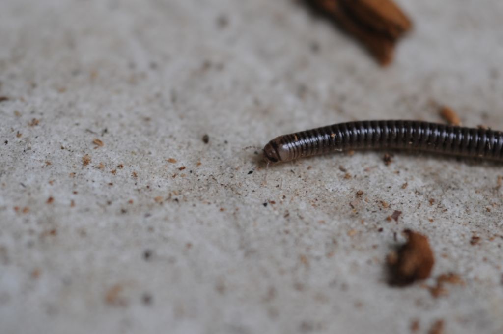 Julidae: Cylindroiulus sp.