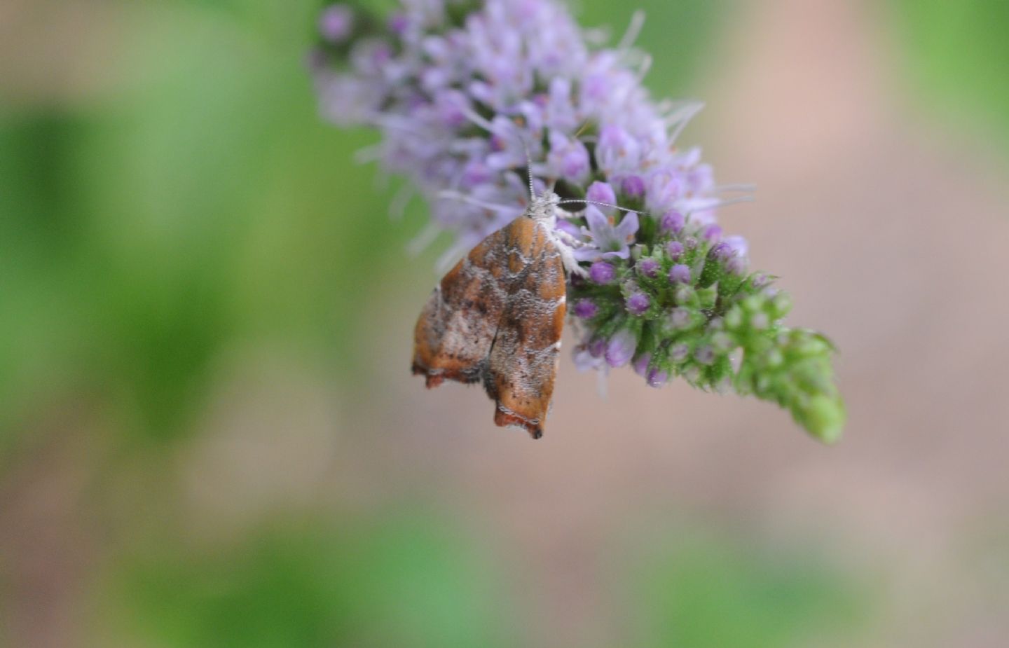 Farfalla da ID - Choreutis nemorana