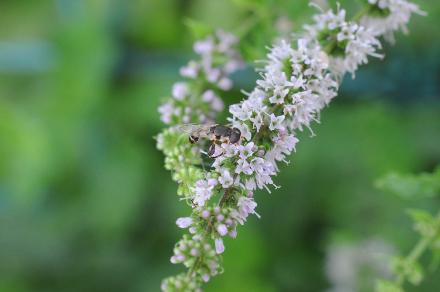 Syritta pipiens (Syrphidae)