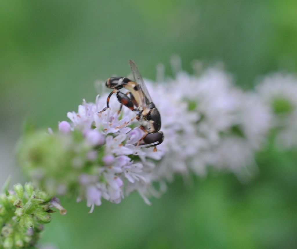 Syritta pipiens (Syrphidae)