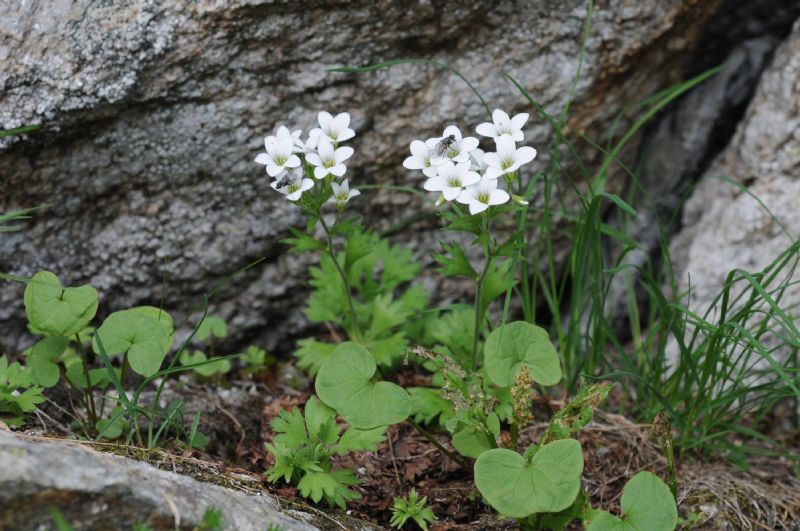 Saxifraga pedemontana / Sassifraga piemontese
