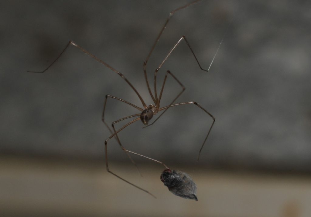 hplcus phalangioides - S. Giuliano N. (AL)