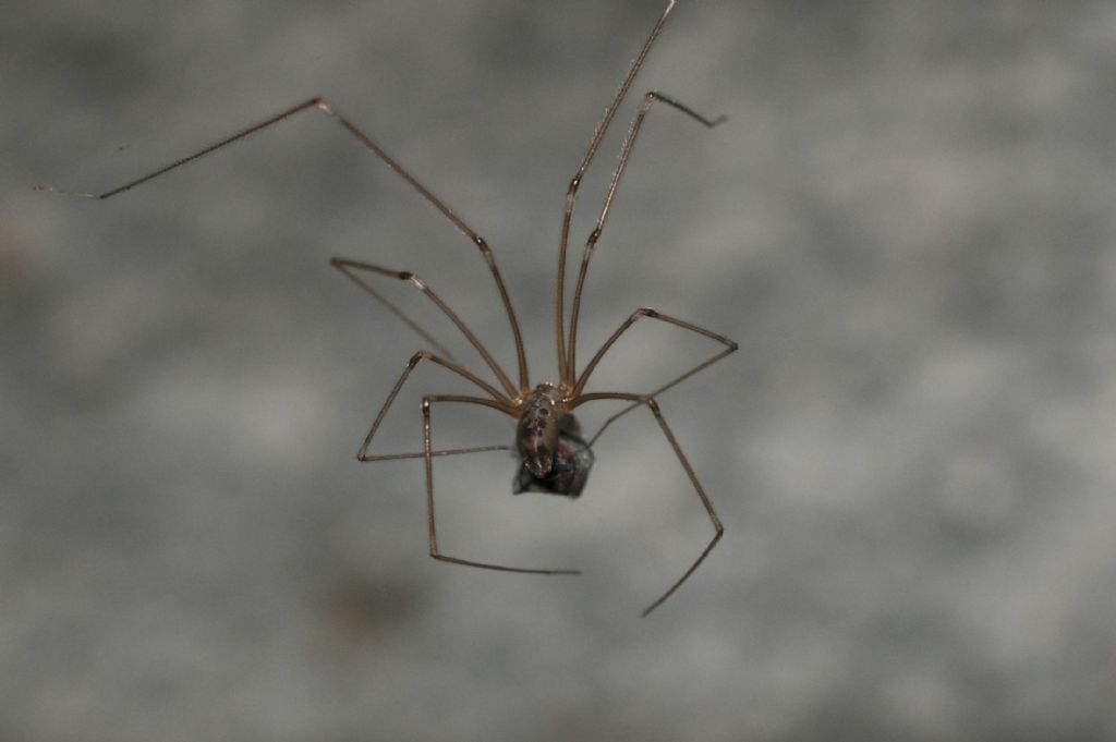 hplcus phalangioides - S. Giuliano N. (AL)