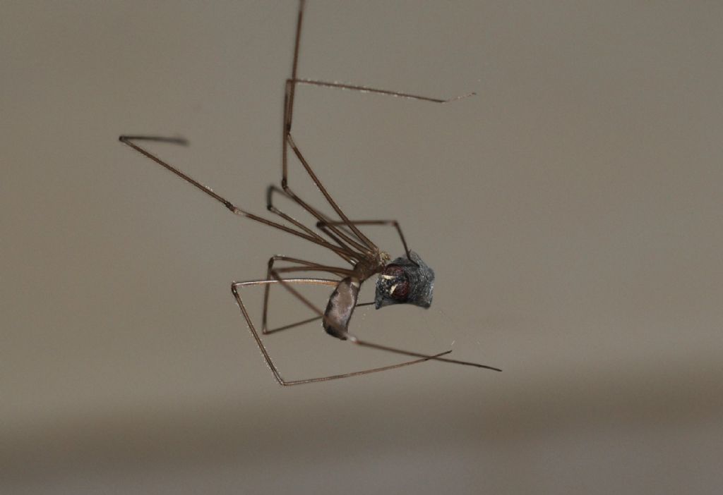 hplcus phalangioides - S. Giuliano N. (AL)