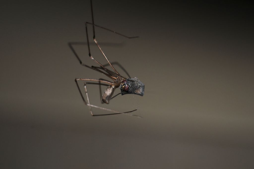 hplcus phalangioides - S. Giuliano N. (AL)