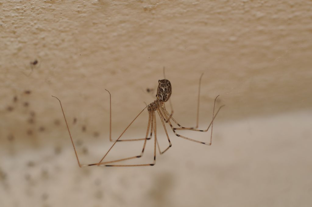Femmina di Holocnemus pluchei - S. Giuliano N. (AL)