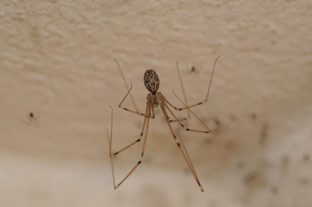 Femmina di Holocnemus pluchei - S. Giuliano N. (AL)