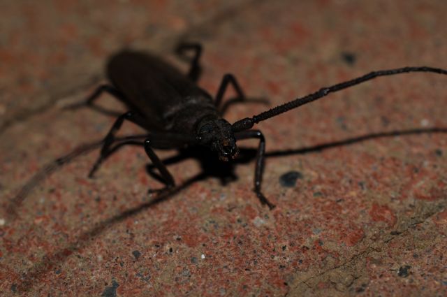 Stenapsis sp? No, Aegosoma scabricorne, Cerambycidae