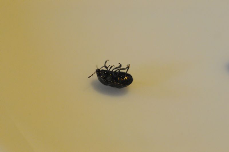 Thyreocoridae:  Thyreocoris scarabaeoides