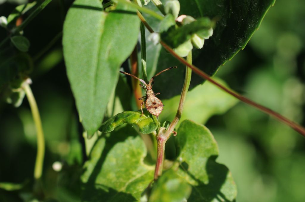 Coreidae:  ninfa di Coreus marginatus