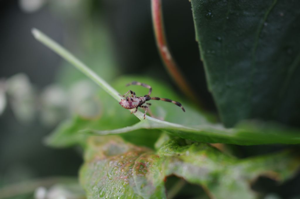 Coreidae:  ninfa di Coreus marginatus