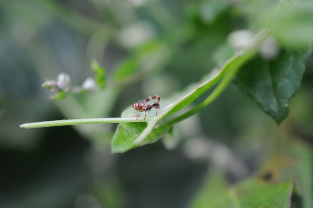 Coreidae:  ninfa di Coreus marginatus