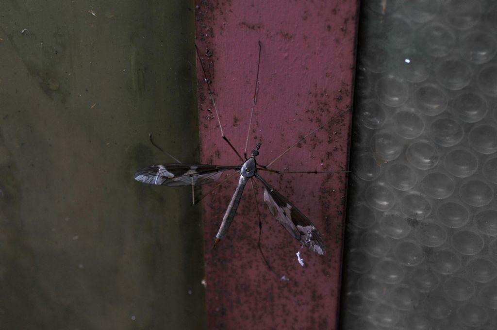 Tipula maxima femmina (Tipulidae)