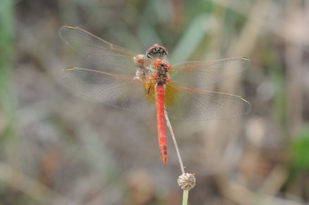 Sympetrum fonscolombii maschio