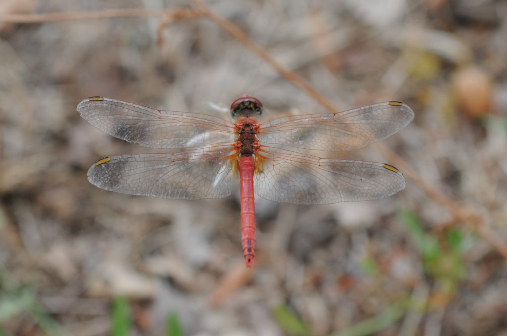 Sympetrum fonscolombii maschio