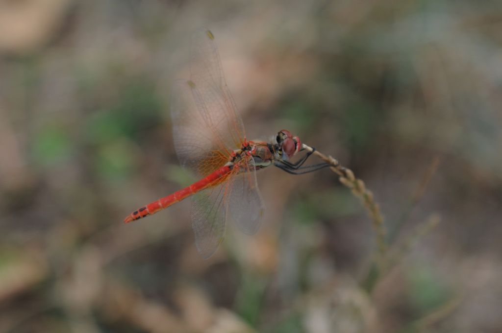 Sympetrum fonscolombii maschio