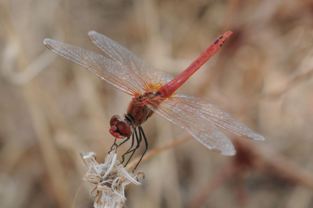 Sympetrum fonscolombii maschio