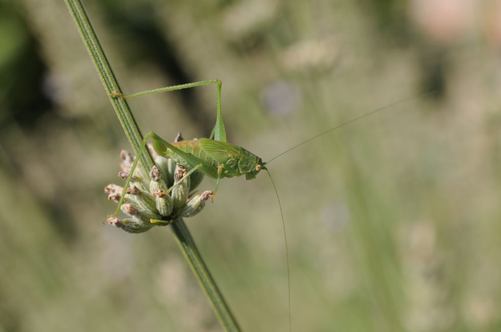 ninfe di Phaneroptera cfr. falcata