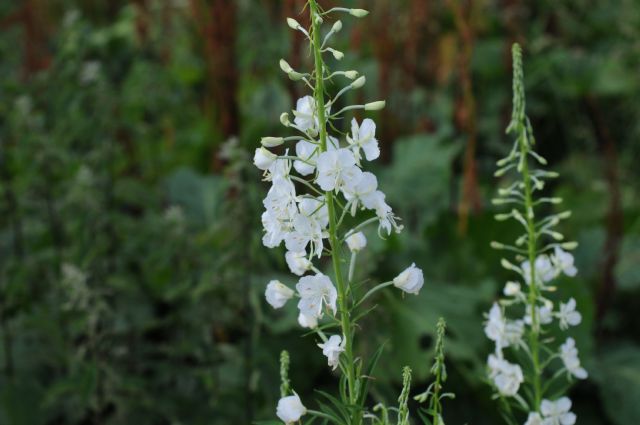Chamaenerion angustifolium (ex Epilobium angustifolium) a fiori bianchi