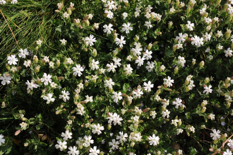 Silene cordifolia All. / Silene a foglie cuoriformi