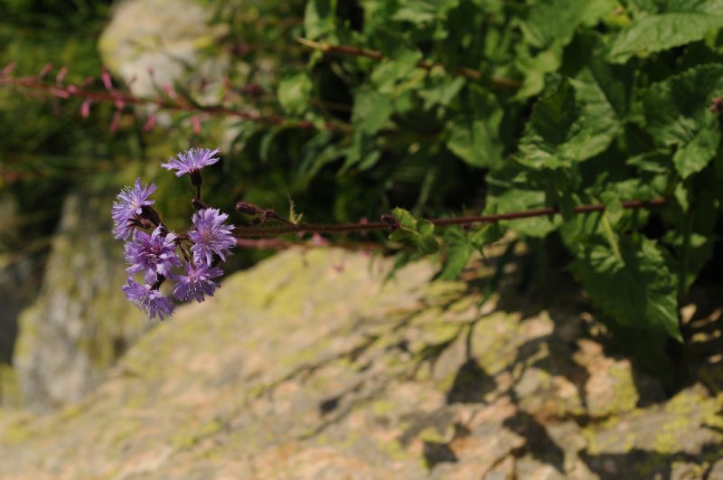 Lactuca alpina