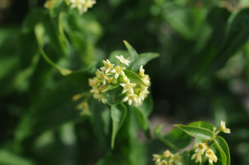 Vincetoxicum hirundinaria