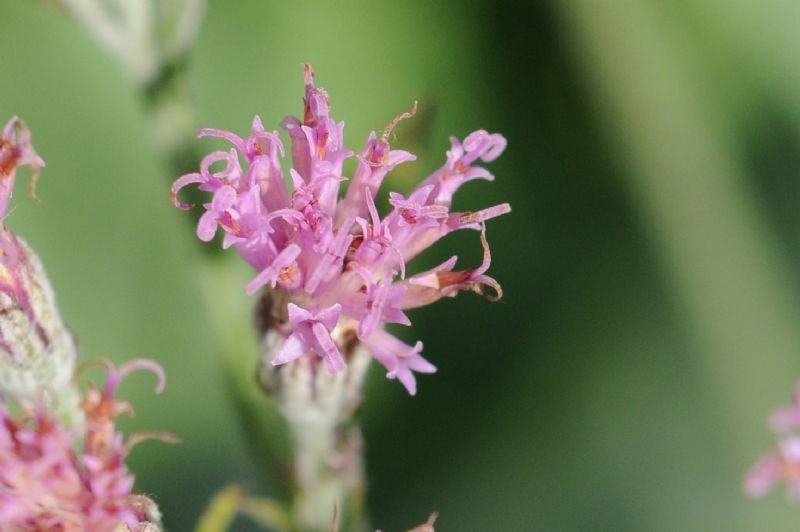 Adenostyles leucophylla / Cavolaccio lanoso