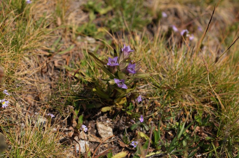 Gentianella campestris