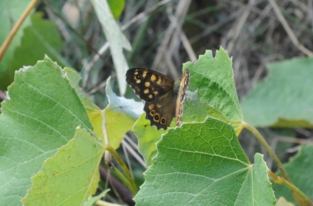 Nymphalidae n.2 - Pararge aegeria